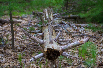 wood