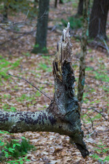 wood
