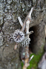 acorn