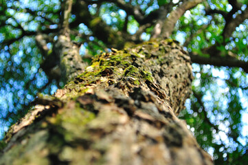 Obraz premium moss on tree, low angle view