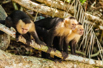 The overwhelming beauty of the flora and fauna of Costa Rica. Photos taken during a tour through this beautiful country,
