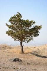 lonely tree in the deserted area