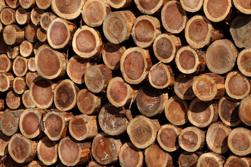 積み上げられた大量の丸太