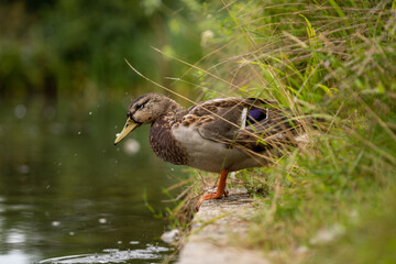 duck in the water. London, England, UK
