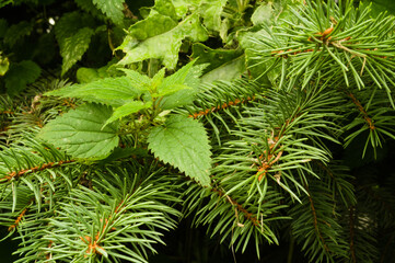 Nettle growing among fir branches on an autumn day.2