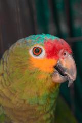 Green parrot, perico, loro, parakeet, in the wild