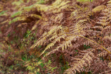 Close up of golden yellowing Japanese wood fern fronds in Autumn colour 