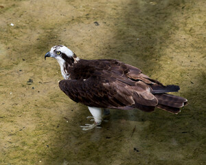 Osprey Stock Photos. Osprey close-up profile view in the water with a blur water background in its habitat and environment. Image. Picture. Portrait.