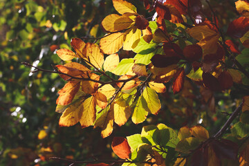 Sun shining through colourful Autumn display of brown, golden, yellow and orange leaves.