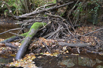Orvault - Ville verte - La vallée du Cens