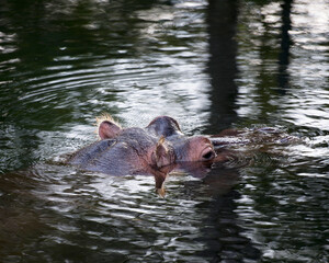 Fototapeta premium Hippopotamus animal stock photos. Hippopotamus head close-up profile view of head.