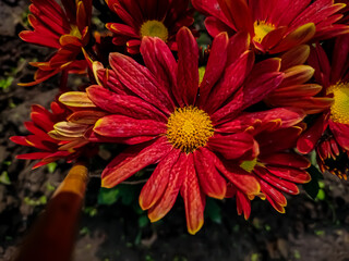 Chrysanthemums, sometimes called mums or chrysanths, are flowering plants of the genus...