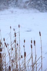 ガマの穂と雪景色ガマの穂