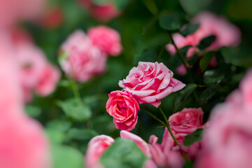 beautiful pink flowers in spring