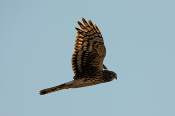 Red-tailed hawk flying in beautiful light, seen in the wild in  North California 