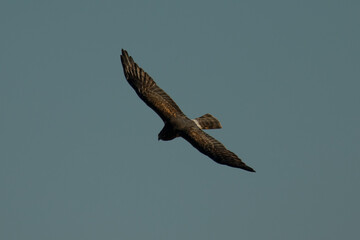 Red-tailed hawk flying in beautiful light, seen in the wild in  North California 
