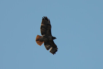 Fototapeta premium Red-tailed hawk flying in beautiful light, seen in the wild in North California 