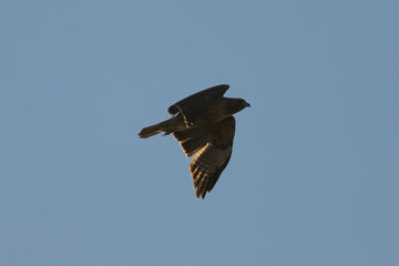 Red-tailed hawk flying in beautiful light, seen in the wild in  North California 