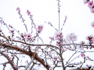 Peach flowers in bloom in the Japanese spring after a sudden and rare snowstorm