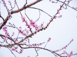 Peach flowers in bloom in the Japanese spring after a sudden and rare snowstorm