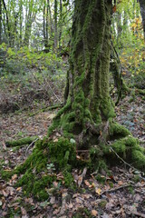 Orvault - Ville verte - La vallée du Cens