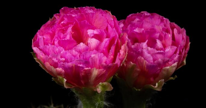 Pink Cactus Flowers Timelapse of Blooming