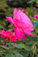 バラ 薔薇 ローズ ピンク 赤