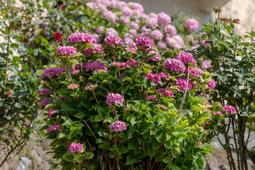 The hydrangea grows close-up on a flower bed