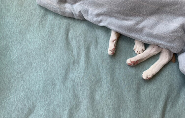 white cat hide in the bed