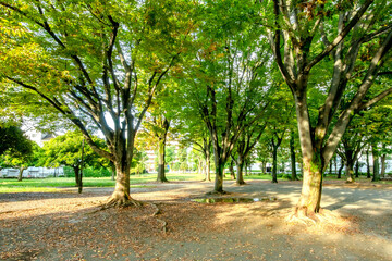 東京都港区の東京都立青山公園
