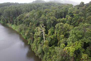 Fototapeta na wymiar キュランダの熱帯雨林