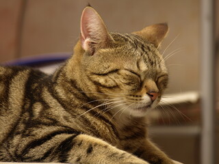 すわったまま眠る猫_3