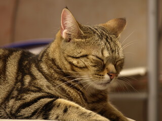 すわったまま眠る猫_1