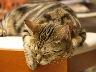 椅子のヘリで寝る猫_1