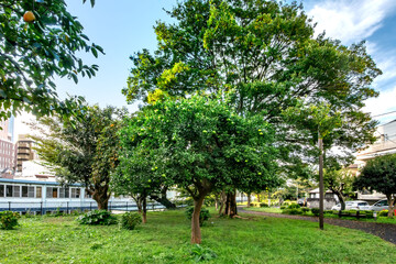 東京都港区の東京都立青山公園