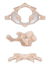 The atlas is the most superior cervical vertebra of the spine and is located in the neck.
