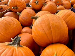 Batch of medium sized orange pumpkins for halloween and thanksgiving for making delicious food or using as decorative carving pieces 