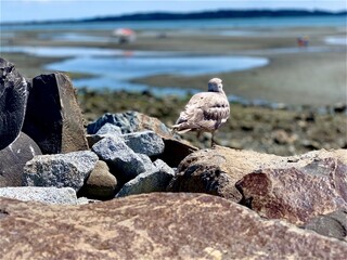 Bird sitting on tall rocks looking over at white rock beach which has a blurred background.