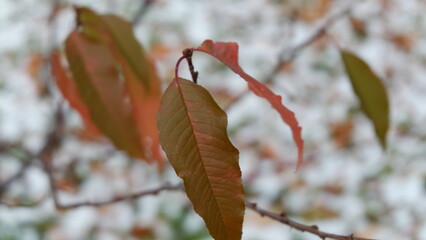 autumn leaves on the tree