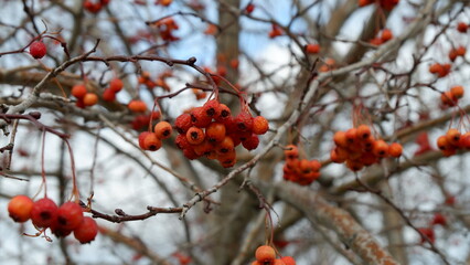 red berries on snow