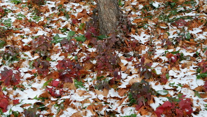 leaves in the snow