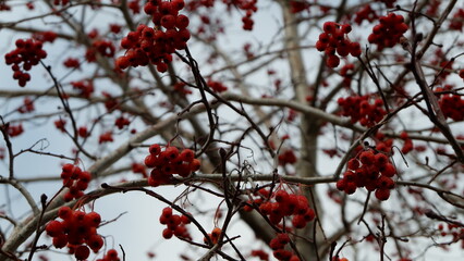red berries in snow