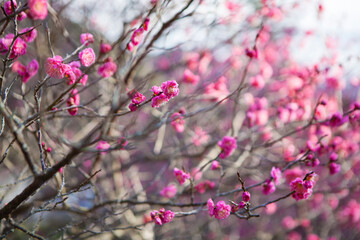 梅の花