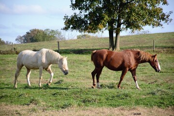 horses out on a farm grazing.