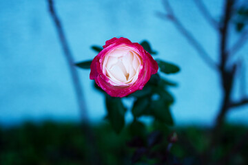 Edelrose Nostalgie vor blauem Hintergrund.
