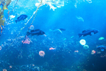 葛西臨海水族園