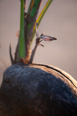 A coconut seed and its shoot