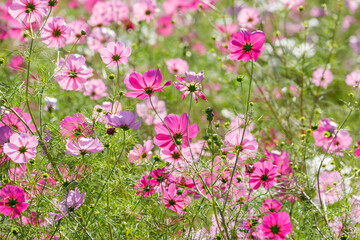美しいコスモス