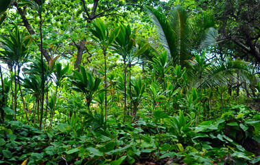 Tropical farm in Huli district Papua New Guinea
