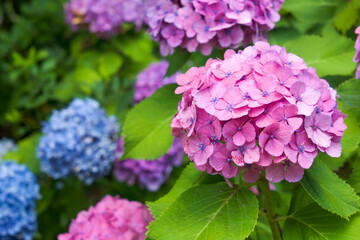 晴れた日の紫陽花